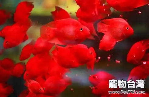 鸚鵡魚（血鸚鵡魚 財神魚）吃什麼長得快