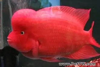 鸚鵡魚（血鸚鵡魚 財神魚）吃什麼長得快