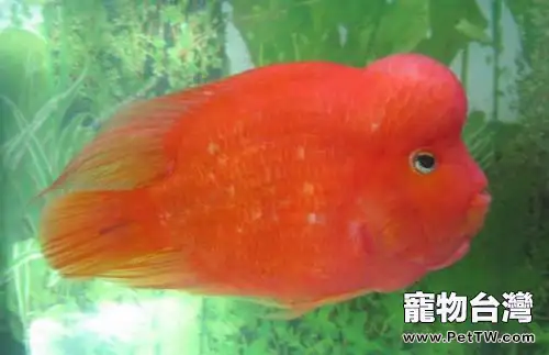 鸚鵡魚（血鸚鵡魚 財神魚）吃什麼長得快