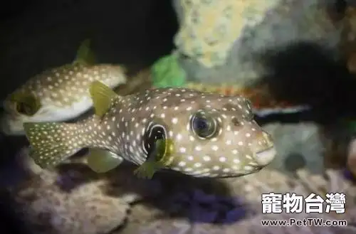 狗頭魚價格