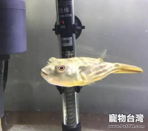 狗頭魚價格