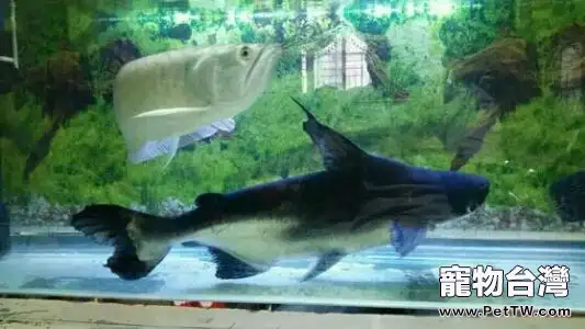 成吉思汗魚好養嗎