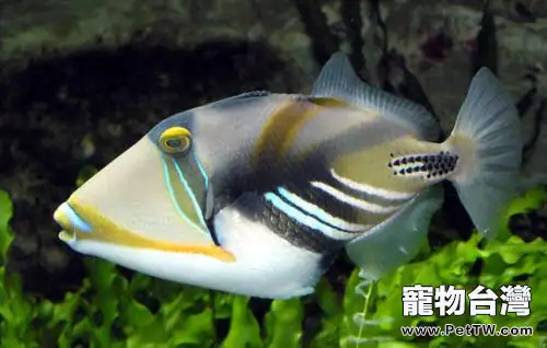 鴛鴦炮彈魚好養嗎