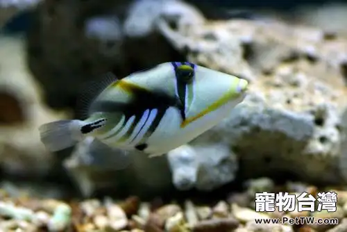 鴛鴦炮彈魚好養嗎