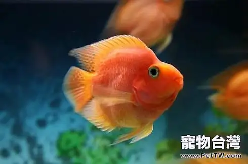 鸚鵡魚（血鸚鵡魚 財神魚）變黑