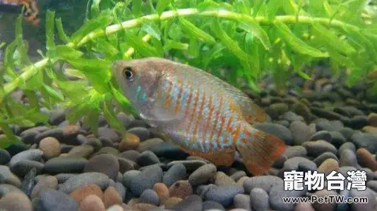 麗麗魚好養嗎？麗麗魚怎麼養