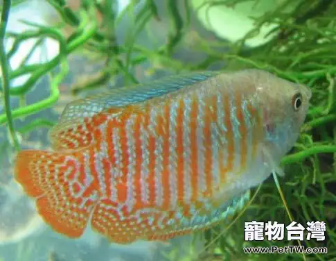 麗麗魚好養嗎