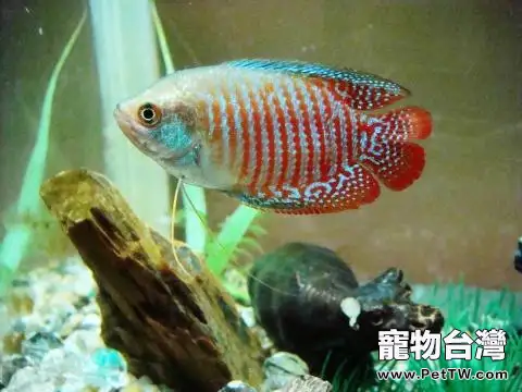 麗麗魚好養嗎