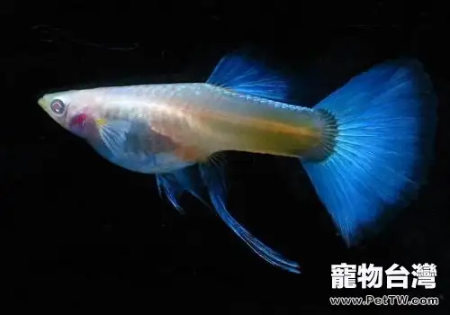 孔雀魚爛尾原因與治療 