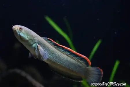 雷龍魚吃什麼?雷龍魚好養嗎?(共3張圖片)-寵物台灣