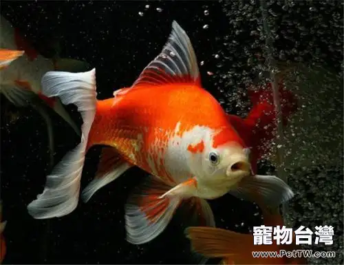 草金魚能長多大