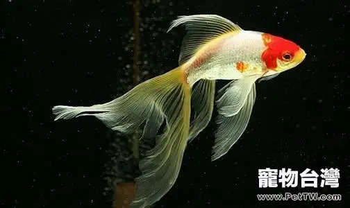 草金魚能長多大