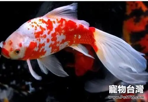 草金魚能長多大