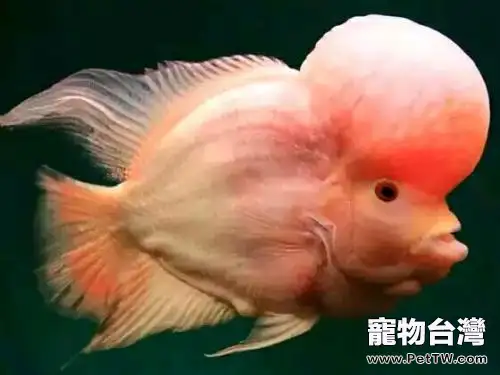 羅漢魚多少錢