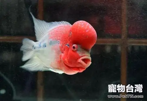 羅漢魚多少錢