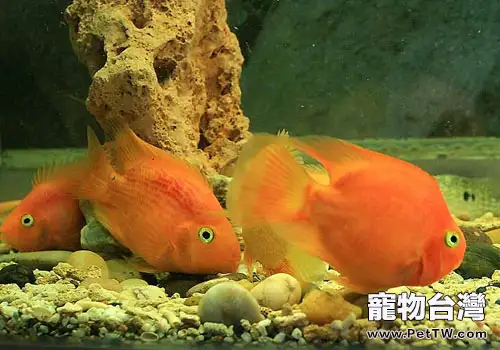 常見容易引起觀賞魚疾病的5大原因