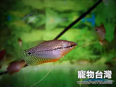 珍珠馬甲魚的飼養注意事項