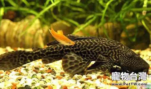 清道夫魚怎麼養