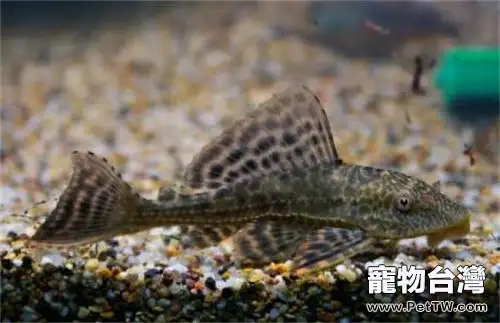 清道夫魚怎麼養