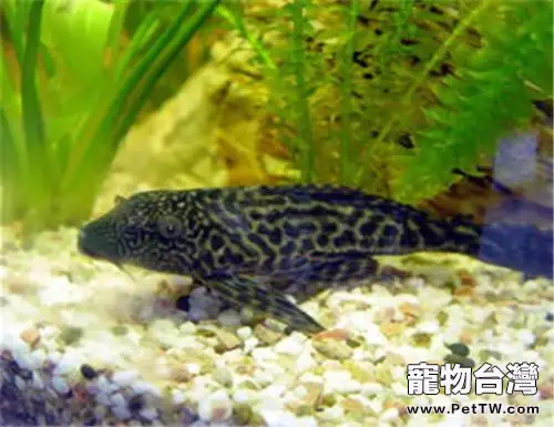 清道夫魚怎麼養