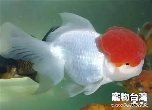金魚的飼養方法