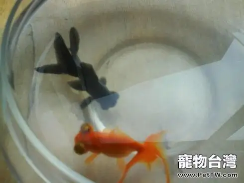 金魚的飼養方法