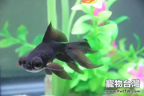 金魚的飼養方法