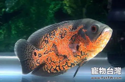 地圖魚吃什麼