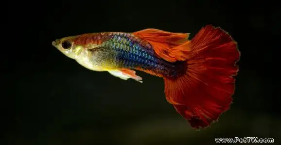 孔雀魚怎麼分公母