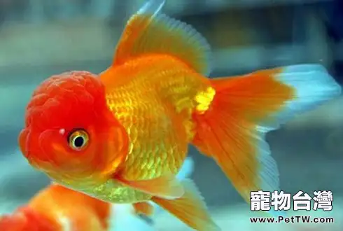 金魚吃什麼