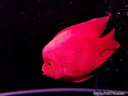 金剛鸚鵡魚(血鸚鵡魚 財神魚)怎麼養起頭?金剛鸚鵡魚(血鸚鵡魚 財神魚)飼養(共3張圖片)-寵物台灣