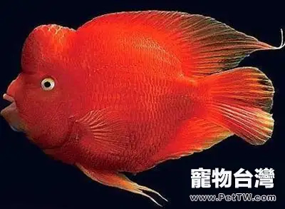 金剛鸚鵡魚（血鸚鵡魚 財神魚）怎麼養起頭