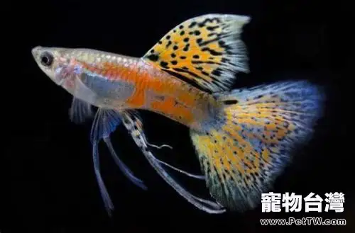 孔雀魚怎麼大量繁殖