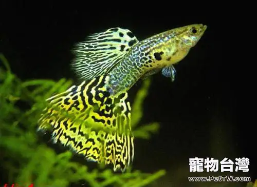 孔雀魚怎麼大量繁殖