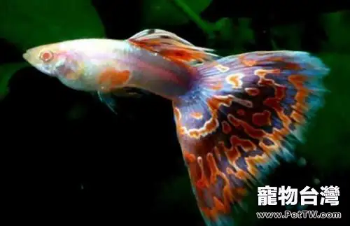 孔雀魚怎麼大量繁殖