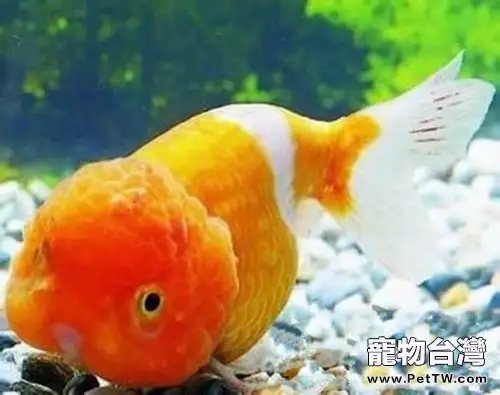 常見的金魚致病原因(1圖)-寵物台灣