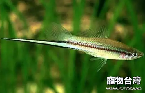 劍尾魚好養嗎