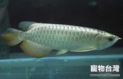 雙鬚骨舌魚（銀龍魚）怎麼養