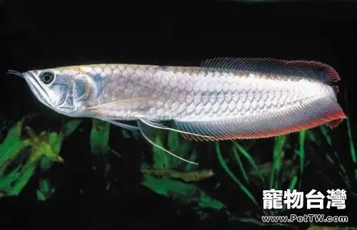 雙鬚骨舌魚（銀龍魚）怎麼養