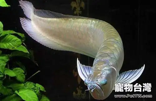 雙鬚骨舌魚（銀龍魚）怎麼養