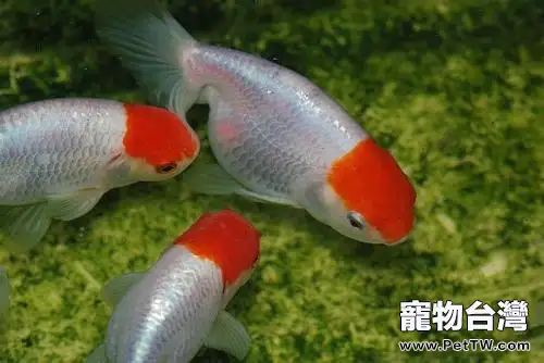 鵝頭紅金魚怎麼養