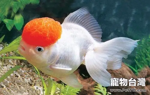 鵝頭紅金魚怎麼養