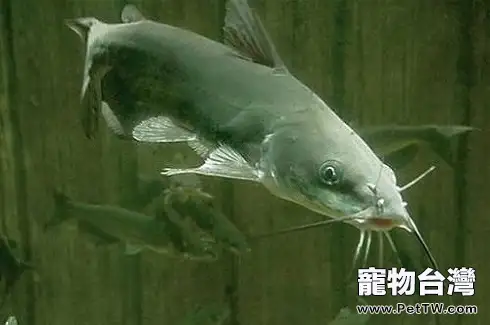 鯰魚吃什麼?鯰魚吃什麼食物?(共3張圖片)-寵物台灣