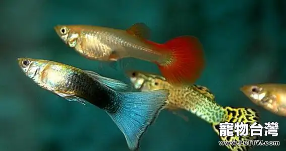 鳳尾魚的養殖方法