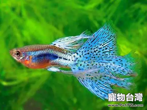 鳳尾魚的養殖方法