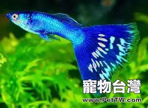 鳳尾魚的養殖方法