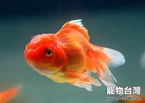 金魚的卵什麼顏色的才能孵化