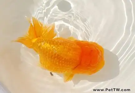 金魚的卵什麼顏色的才能孵化