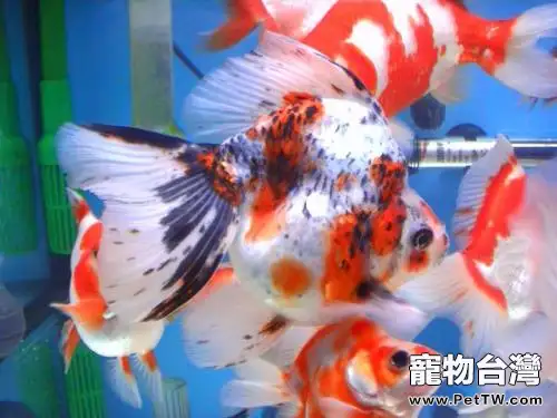 五花琉金魚飼養方法