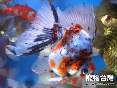 五花琉金魚飼養方法